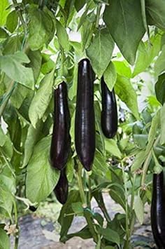 Fresh Eggplant Sweet Fruit Seeds for Planting Black 100 pcs